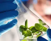 Biotecnologia na Agricultura (7)