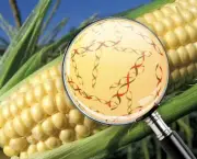 Biotecnologia na Agricultura (10)