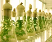 Biotecnologia na Agricultura (9)