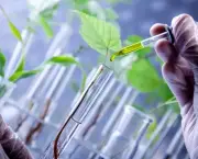 Biotecnologia na Agricultura (12)