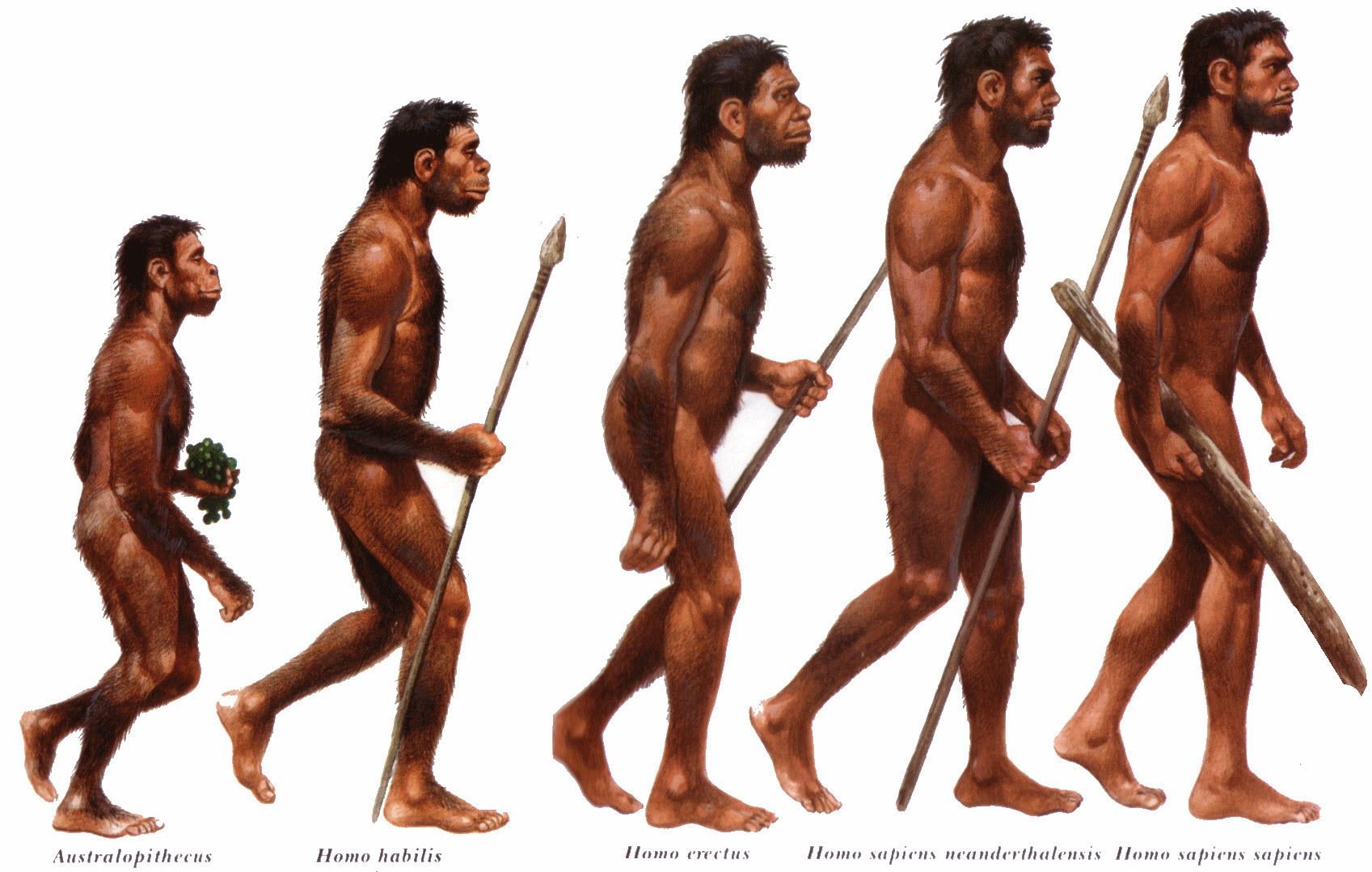 Evolução Humana 